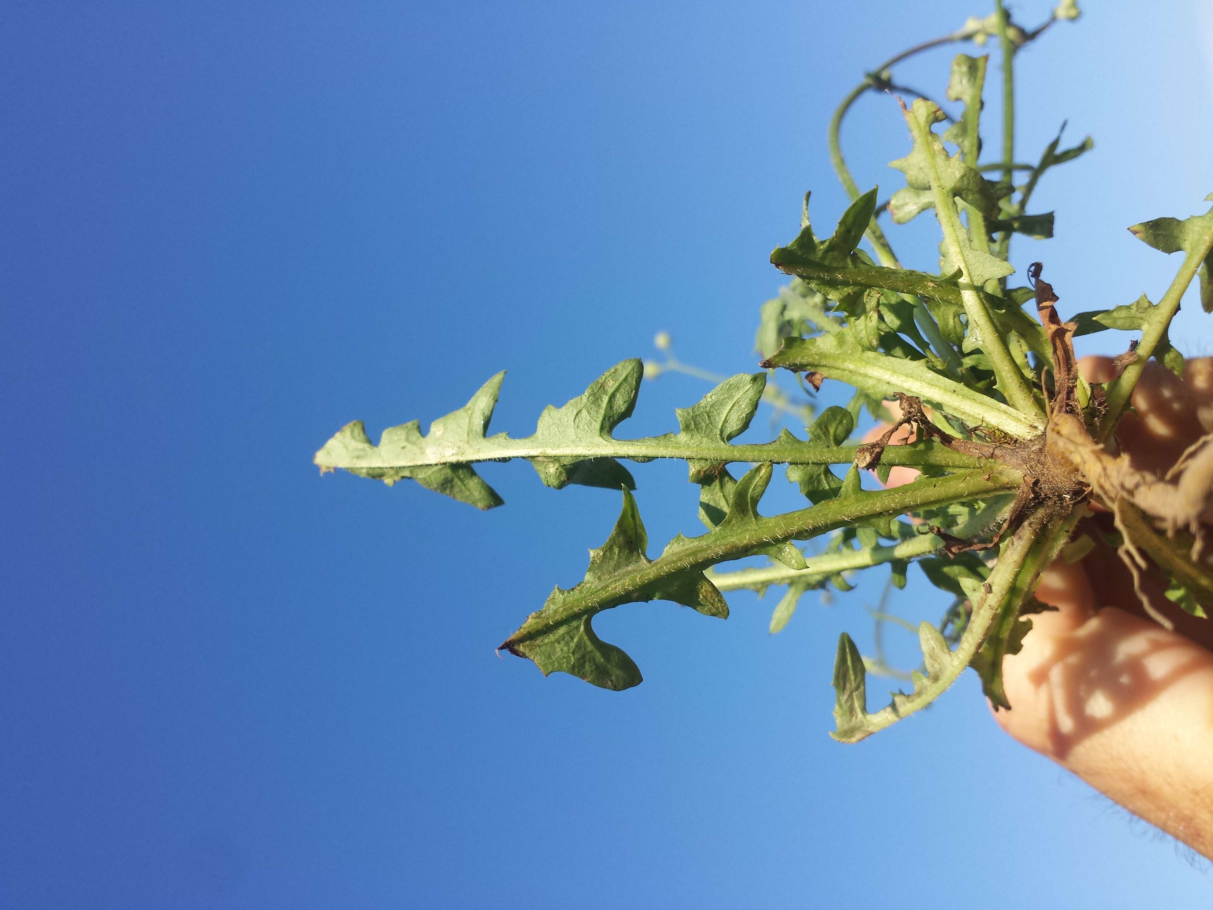 Image of smooth hawksbeard