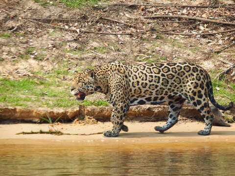 Image of Panthera onca palustris (Ameghino 1888)