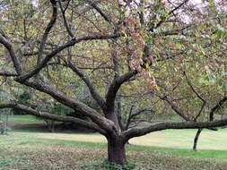 Image of Toringa crab apple