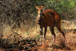 Image of Bushbuck