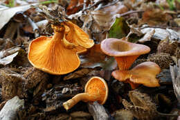 Imagem de Hygrophoropsis aurantiaca (Wulfen) Maire 1921