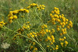 Image of common tansy