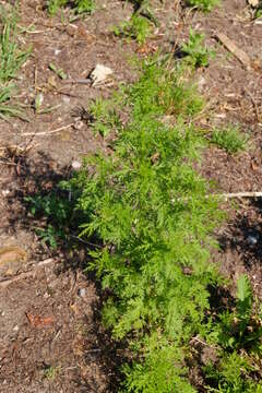 Image of sweet sagewort