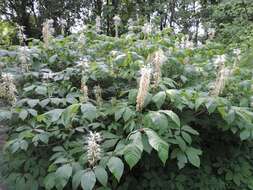 Imagem de Aesculus parviflora Walt.