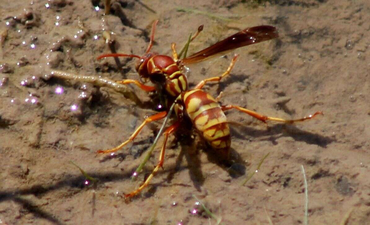 Image de Polistes apachus de Saussure 1857