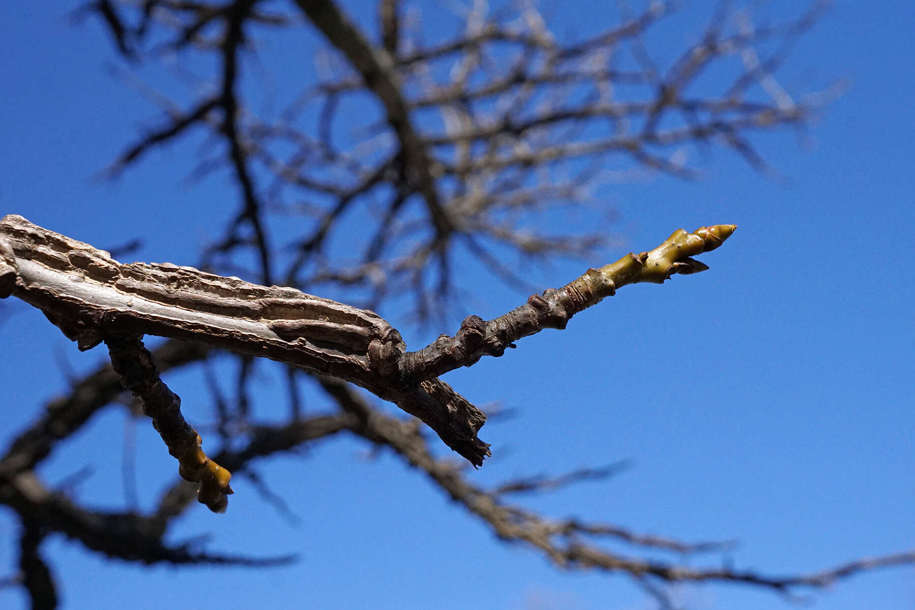 Image of American Sweetgum