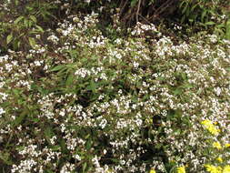 صورة Ageratina riparia (Regel) R. King & H. Rob.