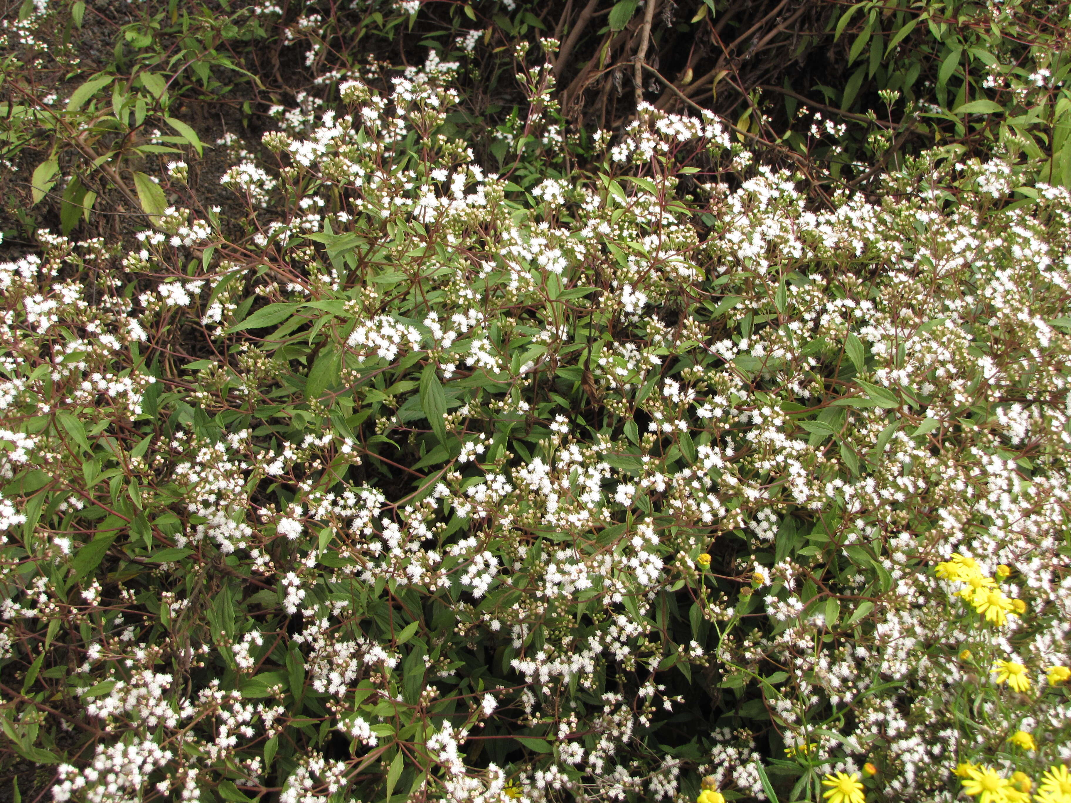 صورة Ageratina riparia (Regel) R. King & H. Rob.