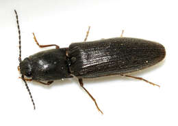 Imagem de Athous haemorrhoidalis