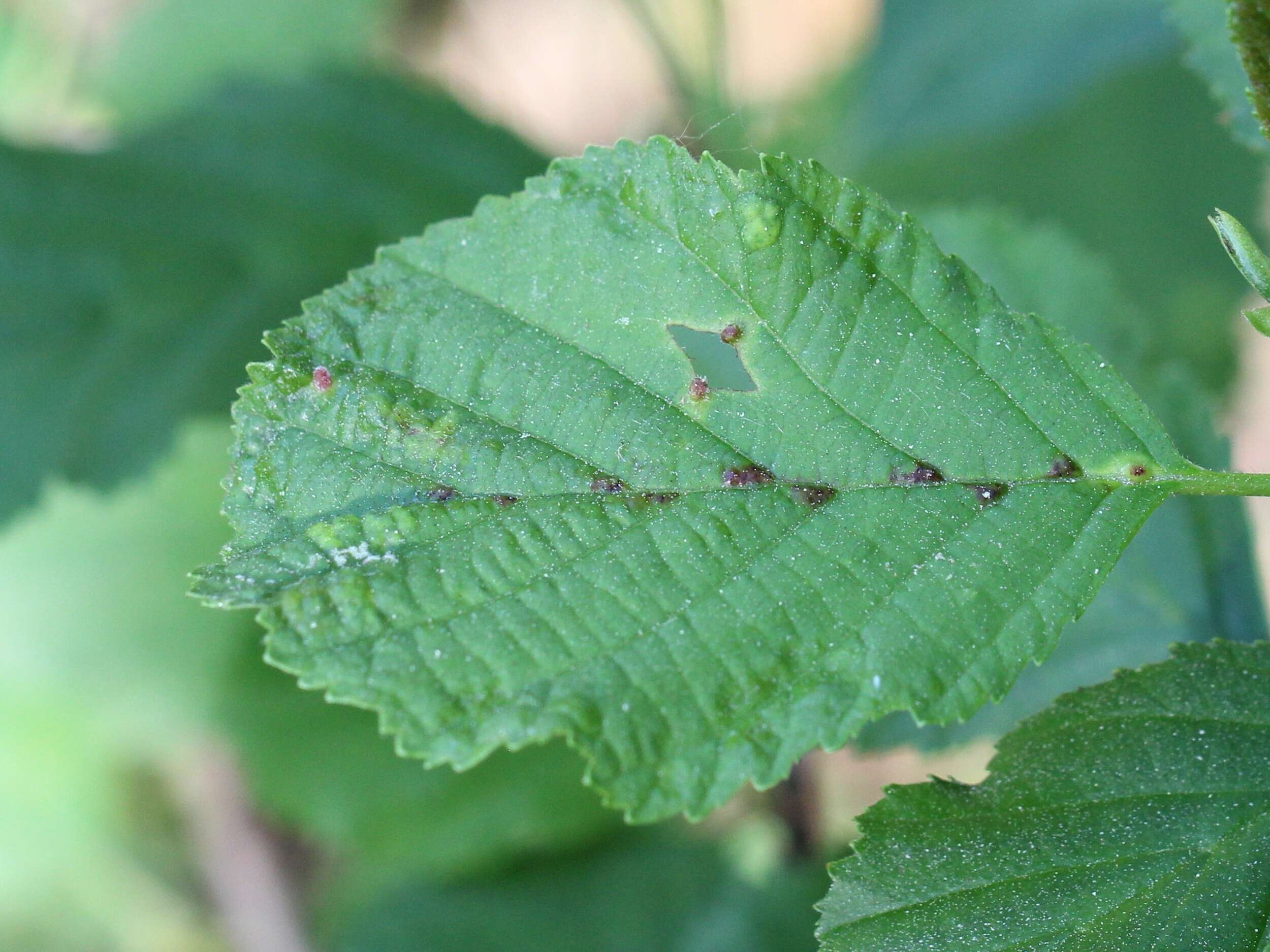 Image of Eriophyes inangulis