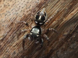 Image of Twinflagged Jumping Spider