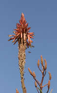 Image of candelabra aloe
