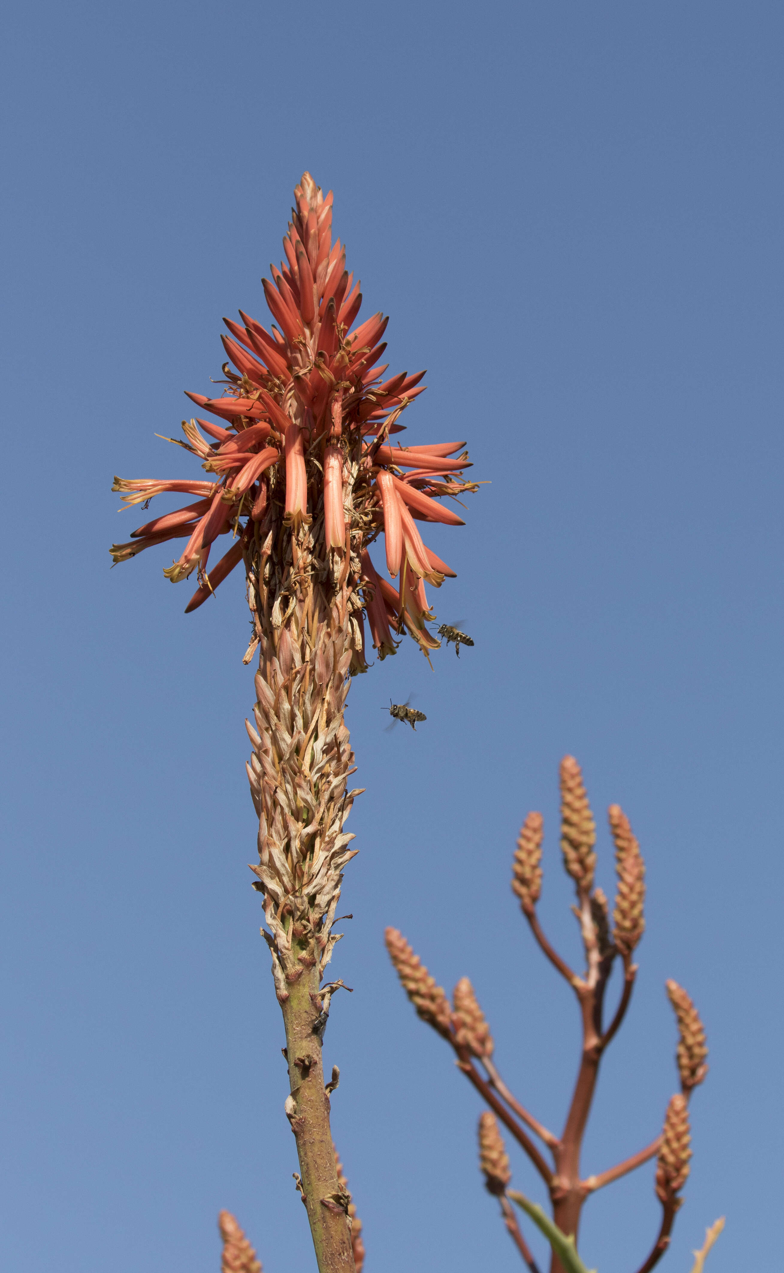 Image of candelabra aloe