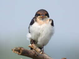 Image of Wire-tailed Swallow