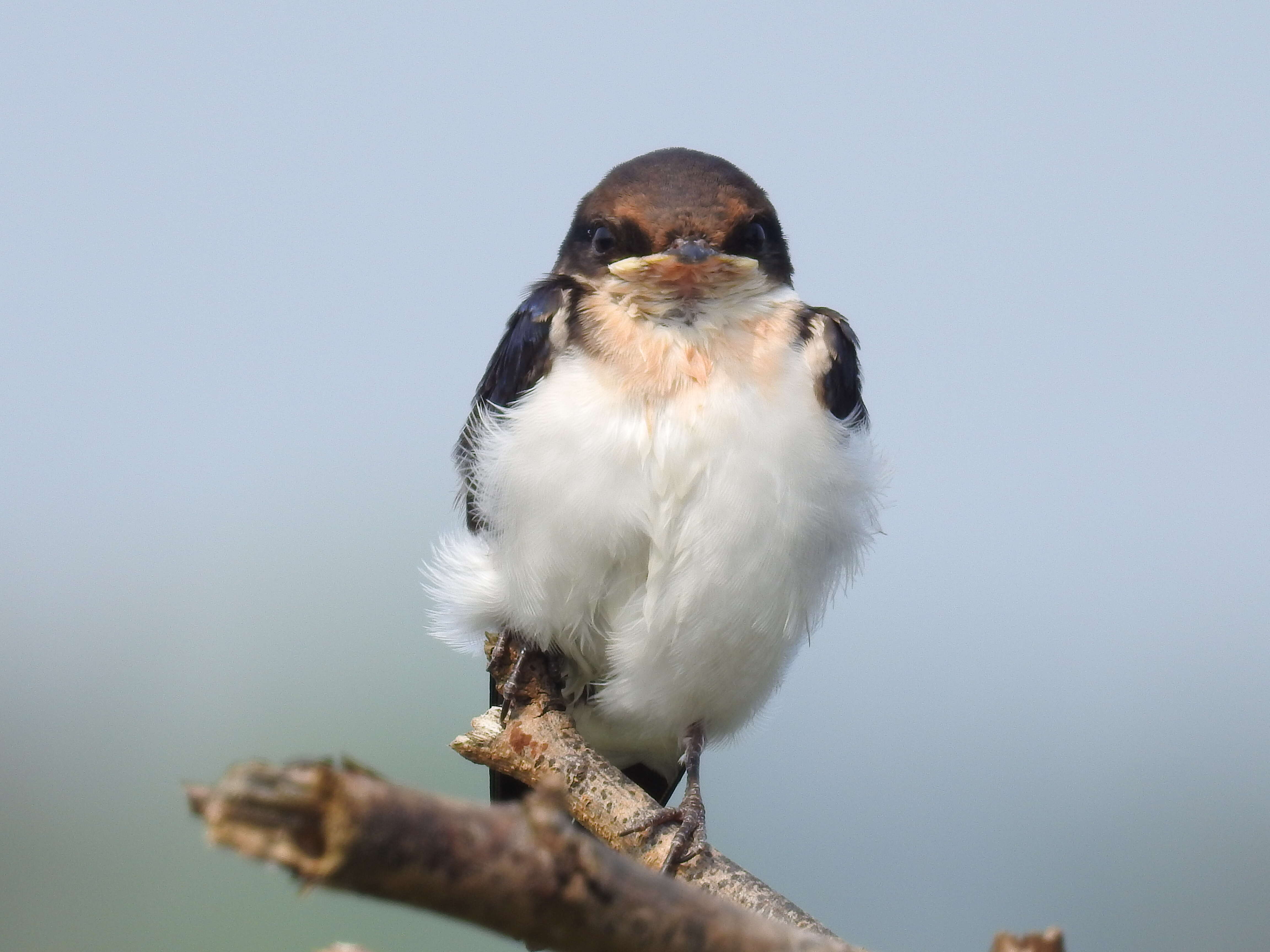 Image of Wire-tailed Swallow