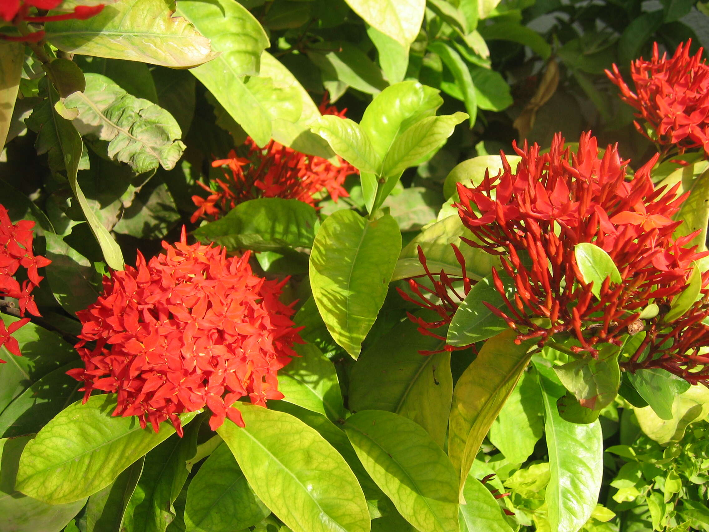 Image of ixora