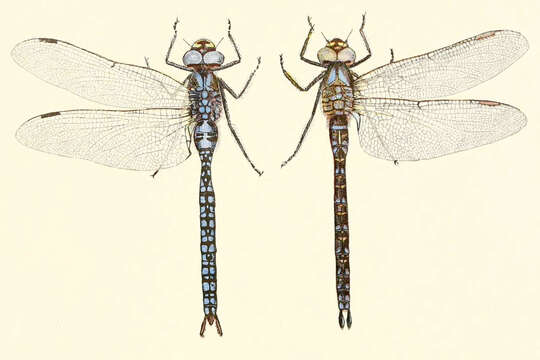 Image of Azure Hawker