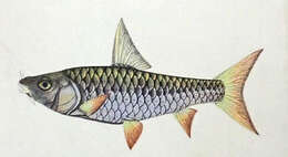 Image of mahseer