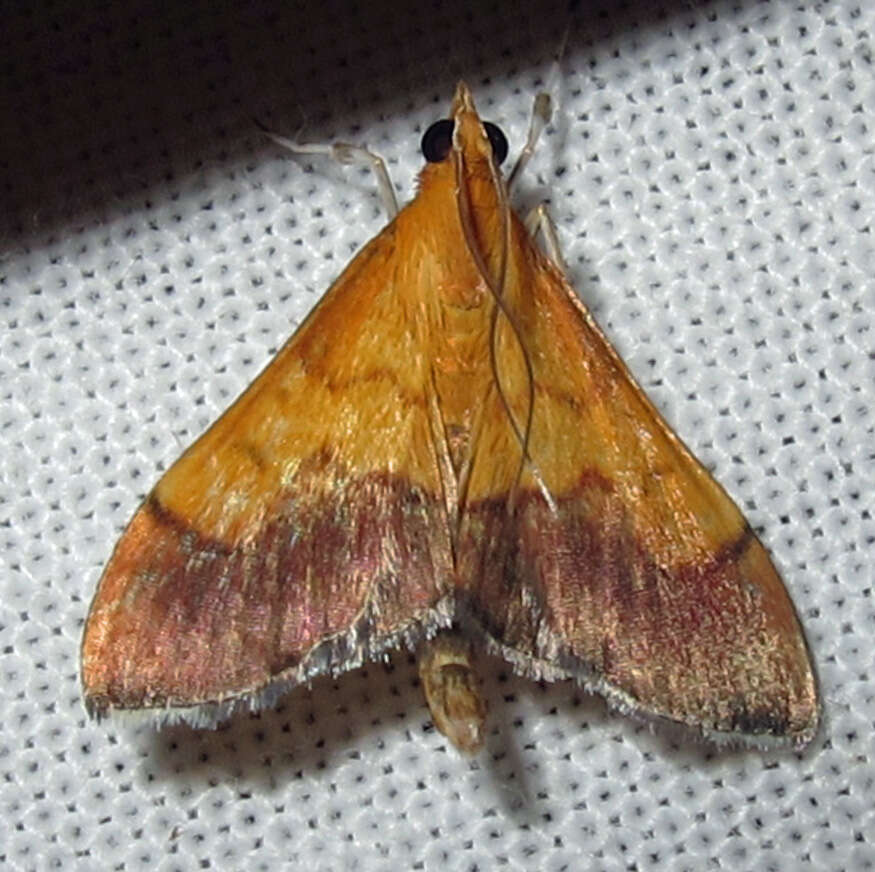 Image of Bicolored Pyrausta