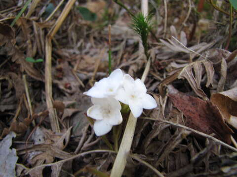 Sivun Epigaea repens L. kuva