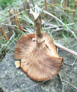Image of Armillaria ostoyae (Romagn.) Herink 1973