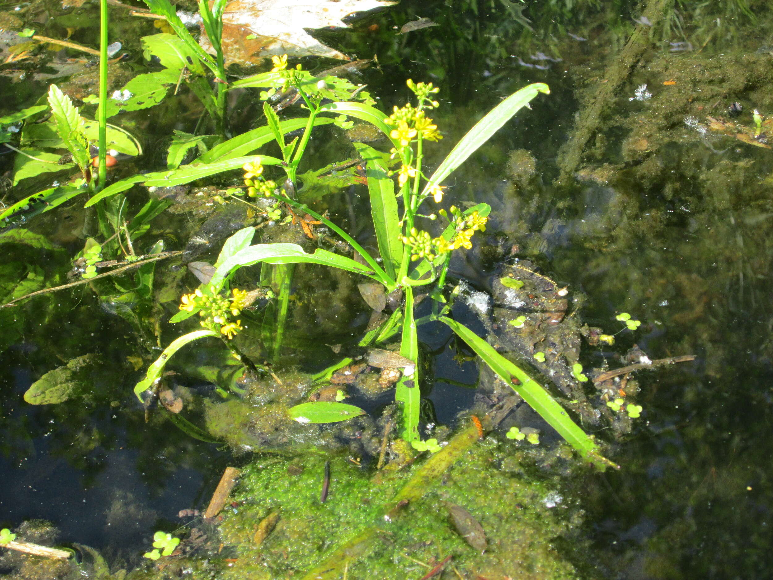 Image of Great Yellow-cress