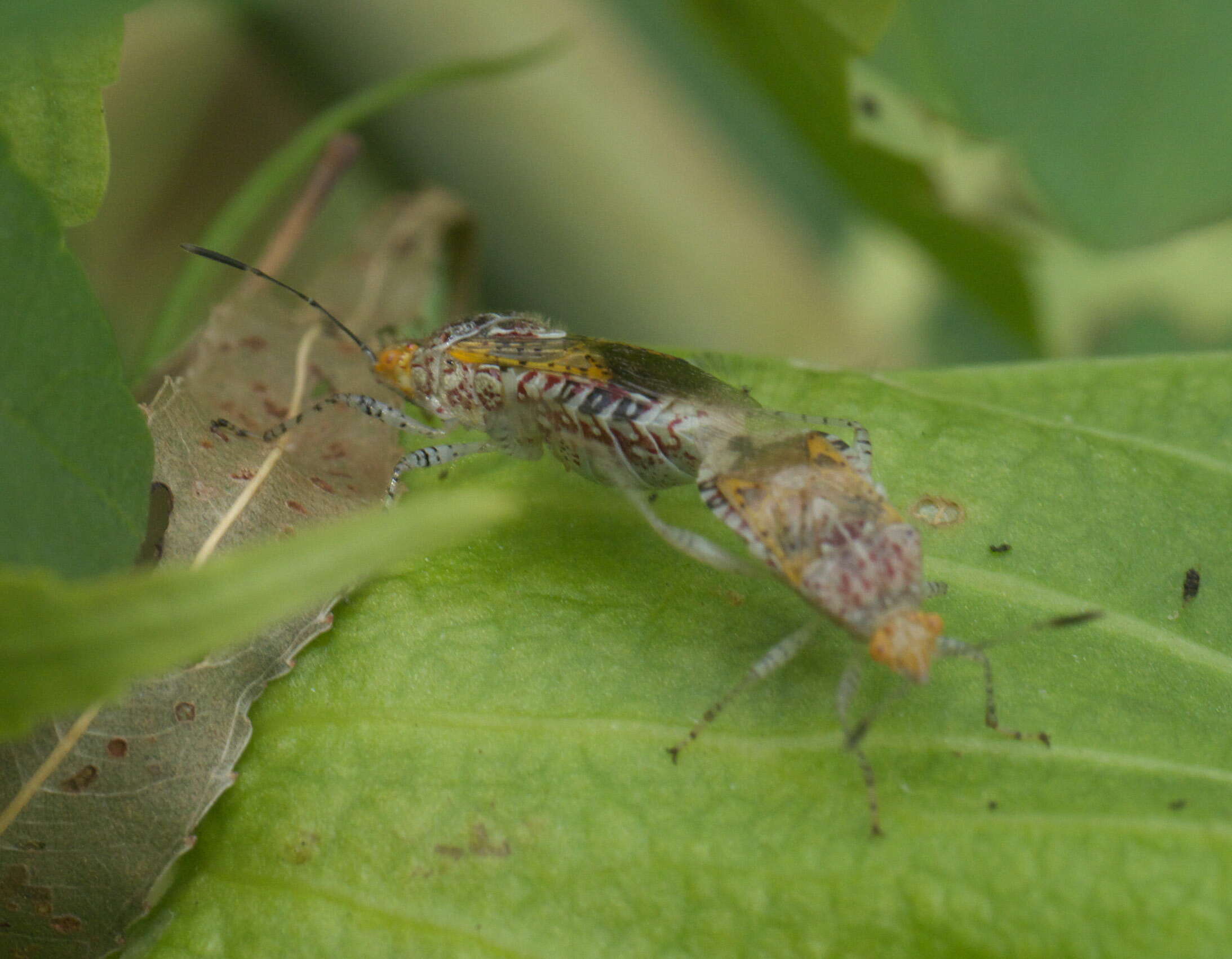 Image of Scentless plant bug