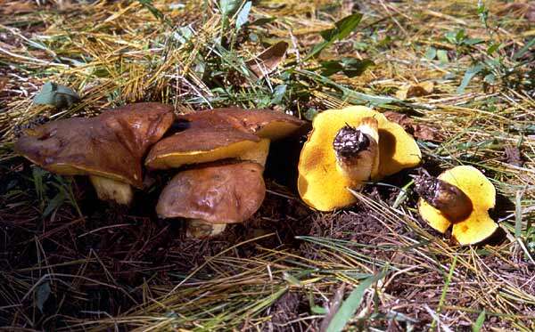 Image of Suillus granulatus (L.) Roussel 1796