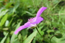 Imagem de Geranium palustre L.