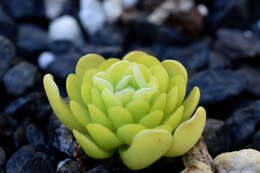 Imagem de Pinguicula esseriana B. Kirchner