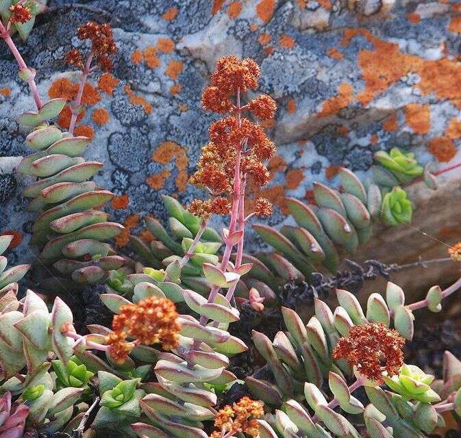 Image of Concertina plant