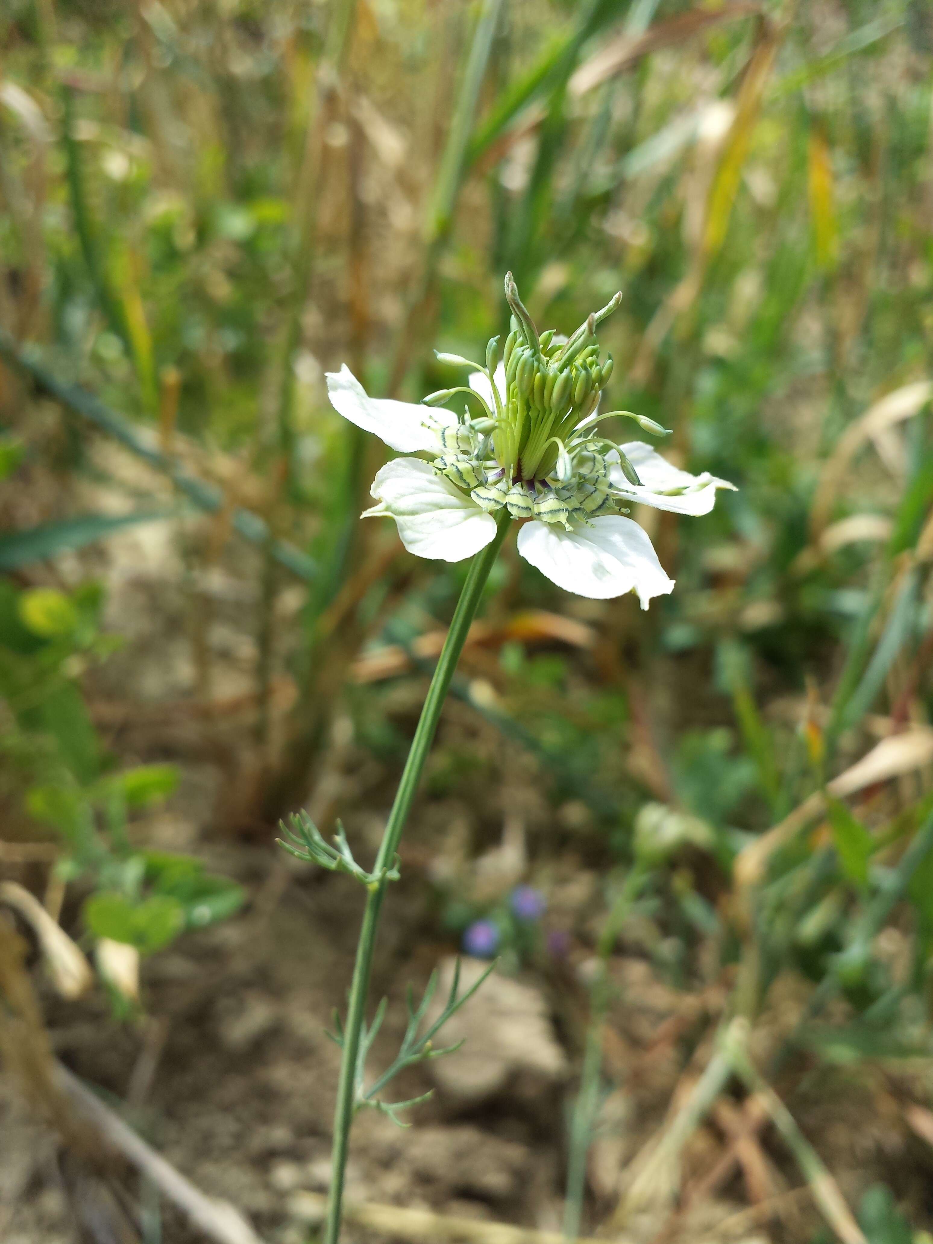 Nigella arvensis L. resmi