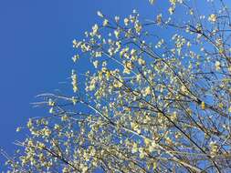 Image of goat willow