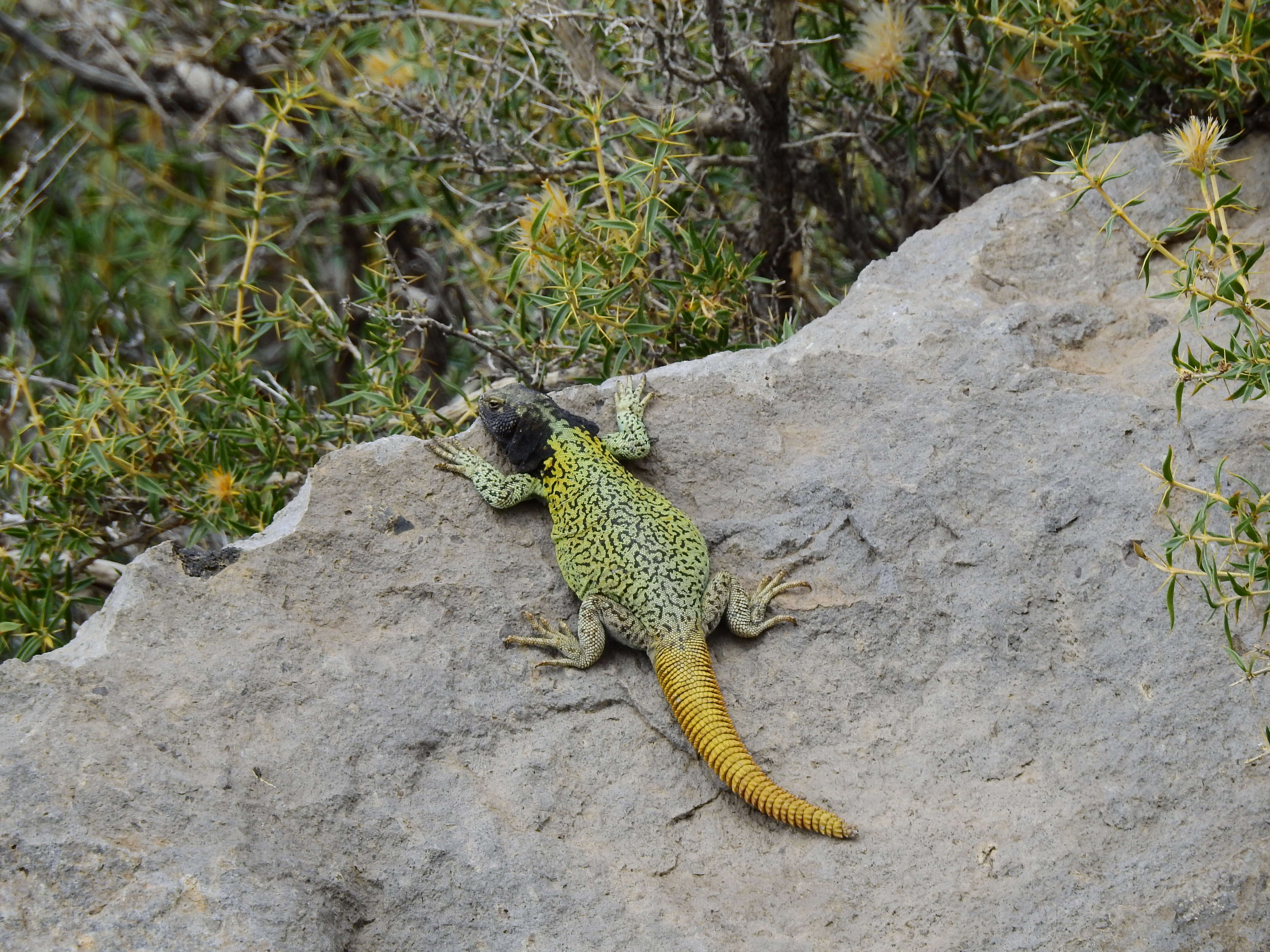 Plancia ëd Phymaturus verdugo Cei & Videla 2003