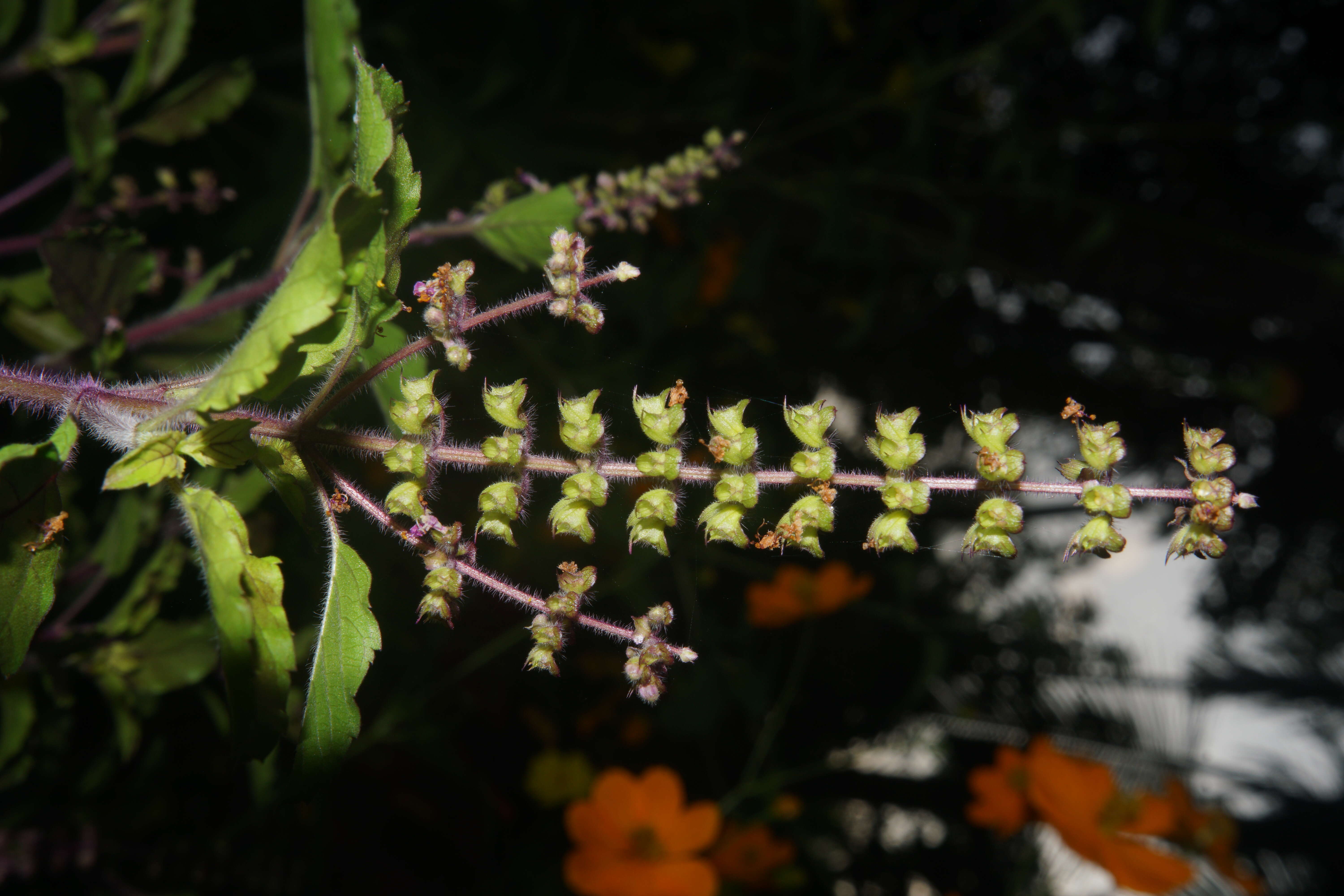 Image of holy basil