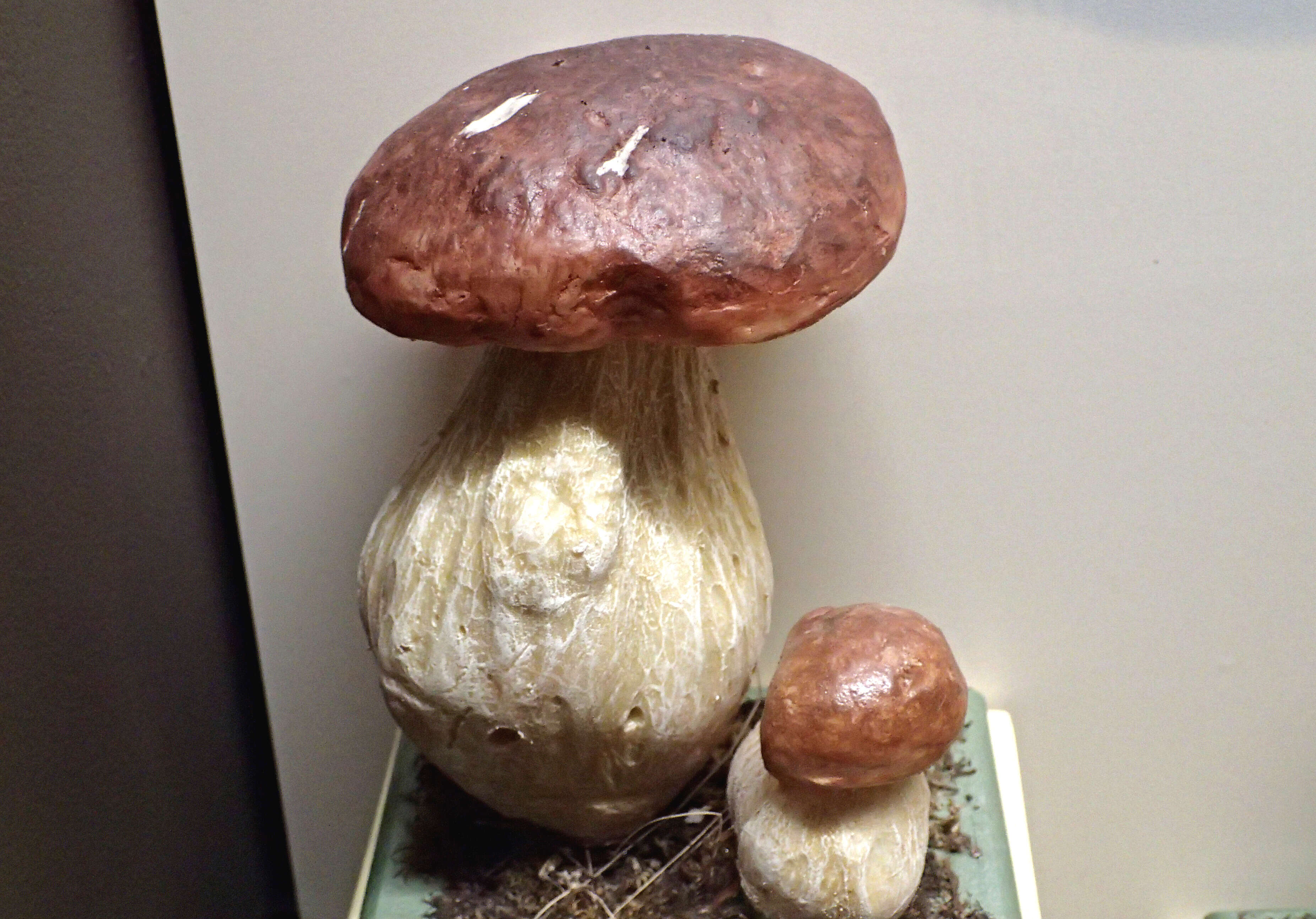 Image of Cep