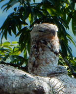 Image of Great Potoo