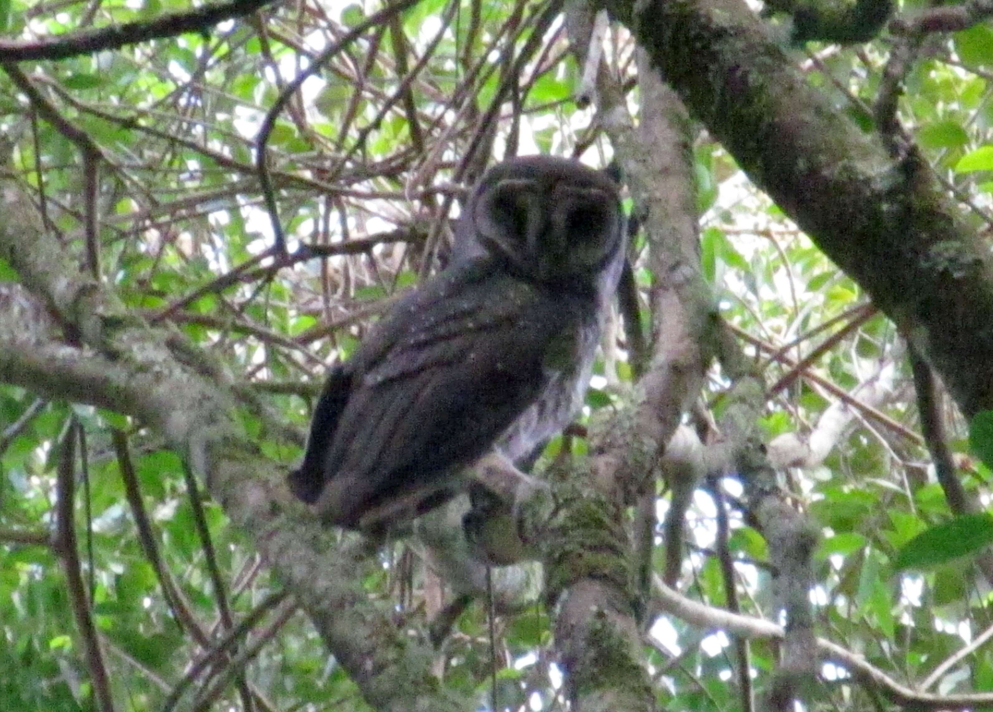 Image of Greater Sooty Owl