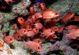 Image of Hawaiian Squirrelfish