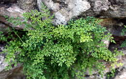 Image of Wall-rue