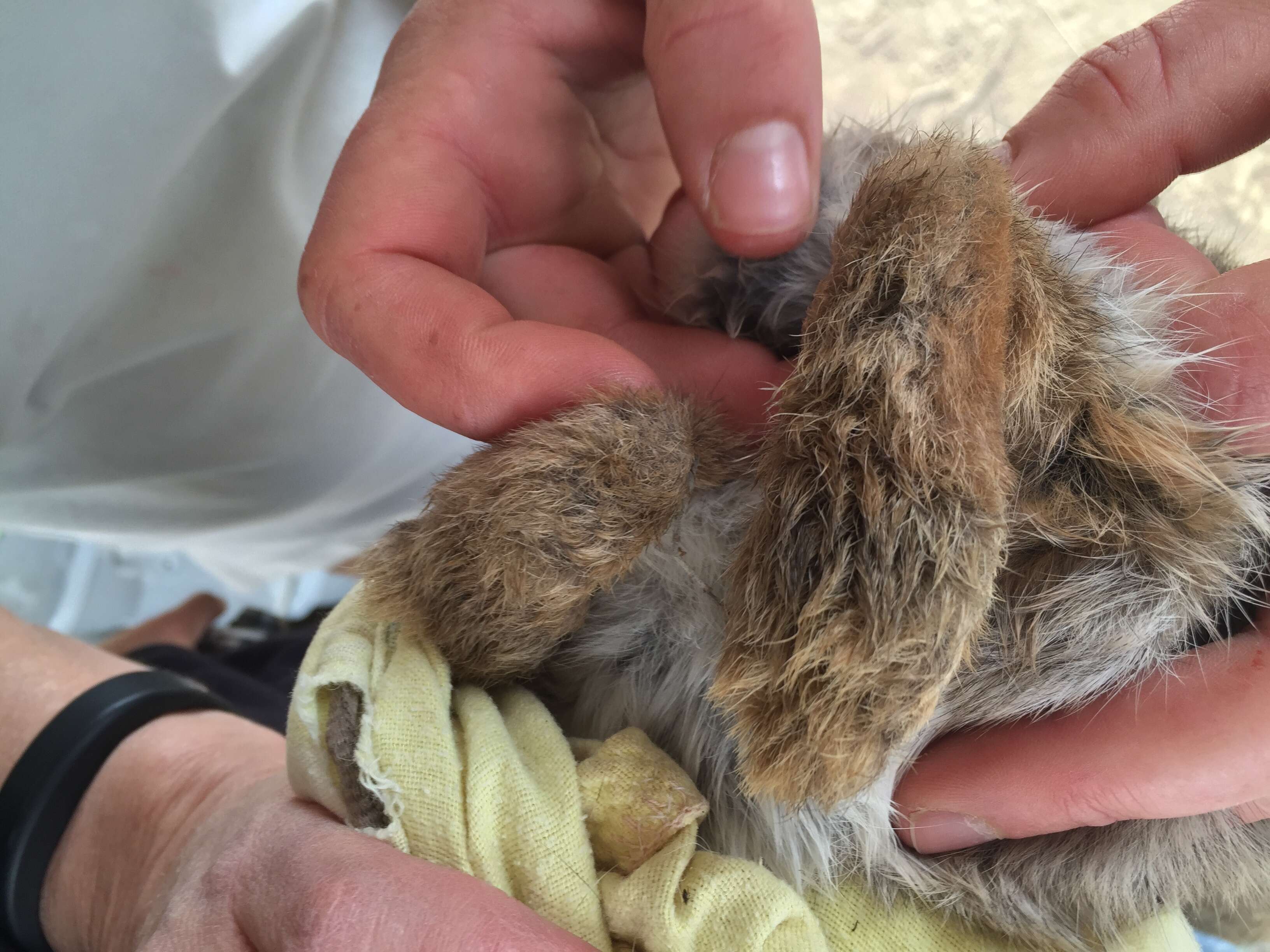 Image of pygmy rabbit