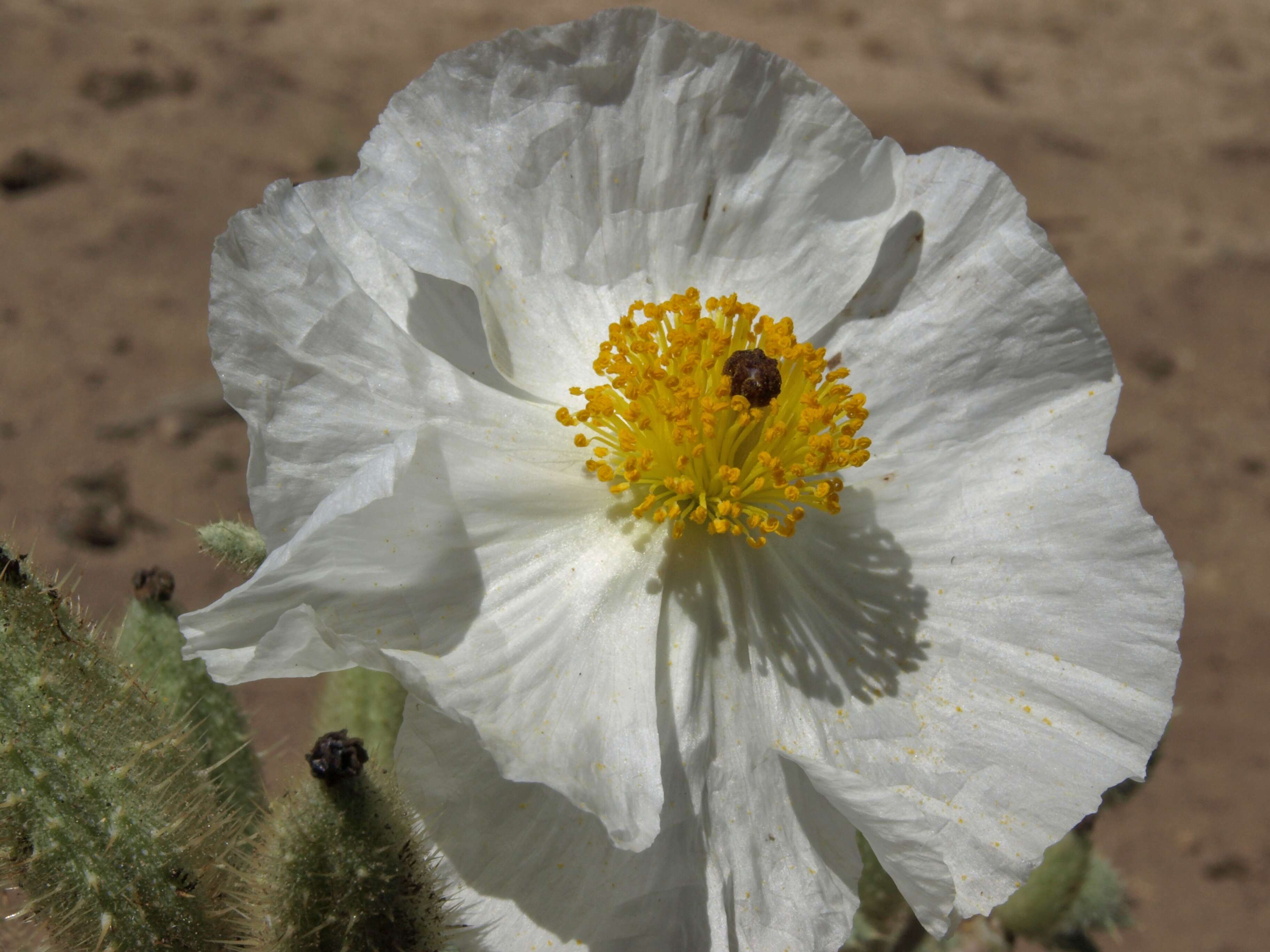 Image of flatbud pricklypoppy