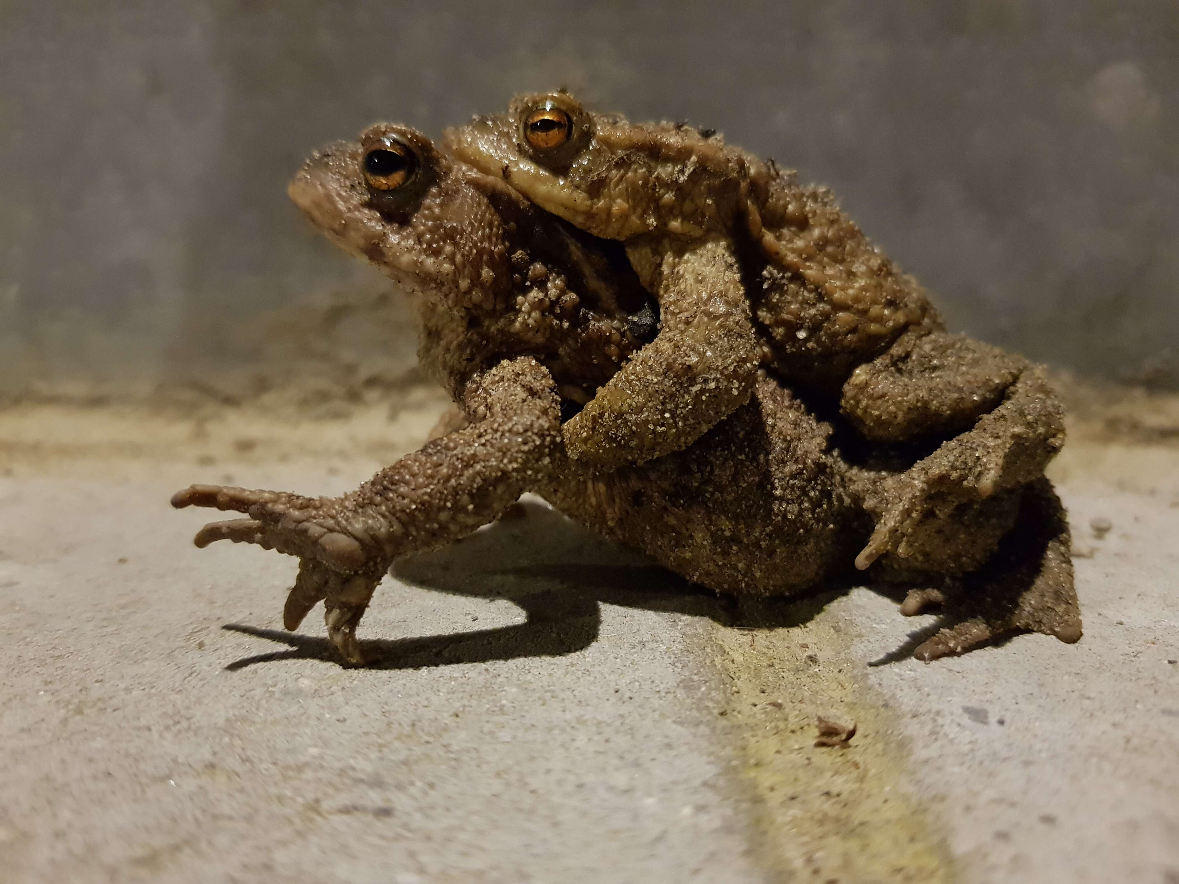 Image of Common Toad