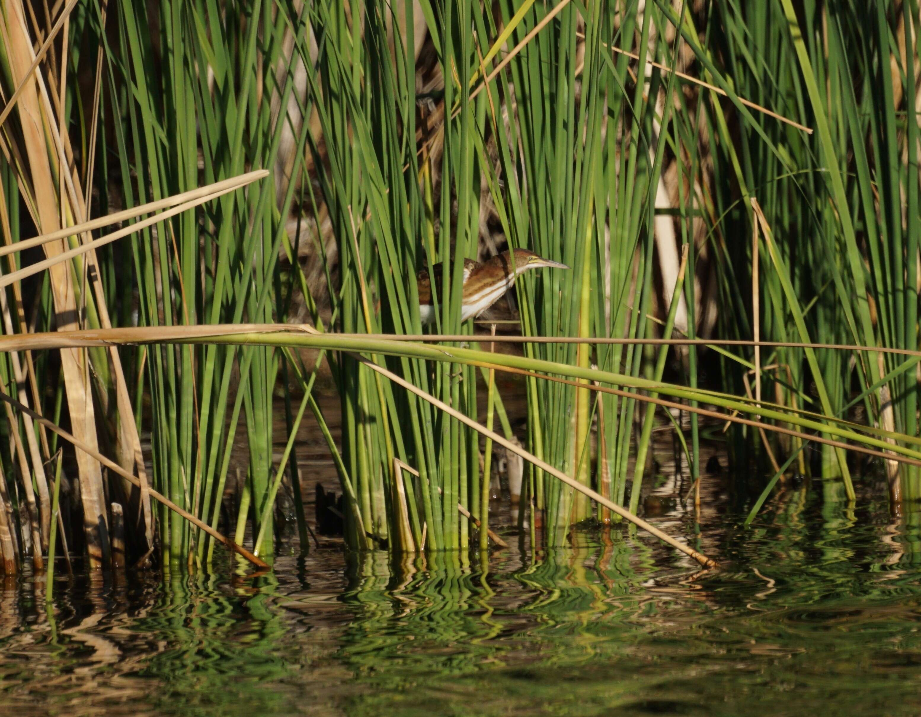 Image of Least Bittern