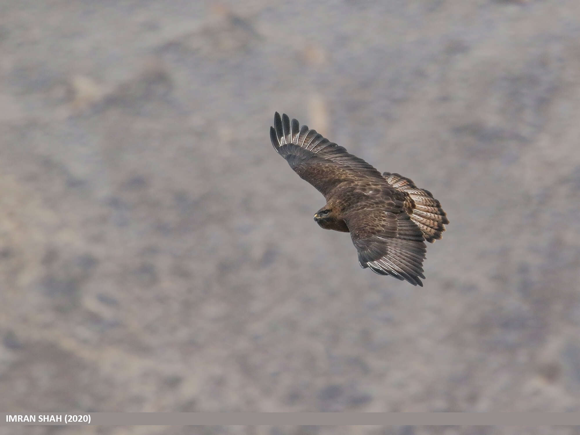 Imagem de Buteo burmanicus Hume 1875