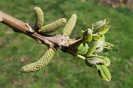 Image of Juglans ailantifolia