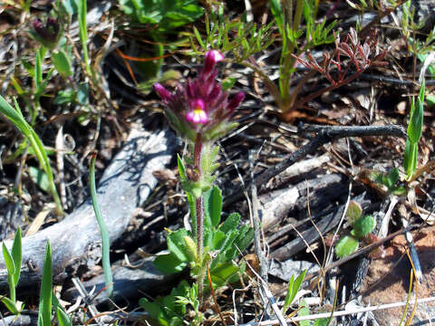 Imagem de Parentucellia latifolia (L.) Caruel