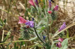 Echium judaeum Lacaita的圖片