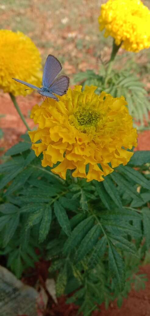 Plancia ëd Tagetes erecta L.