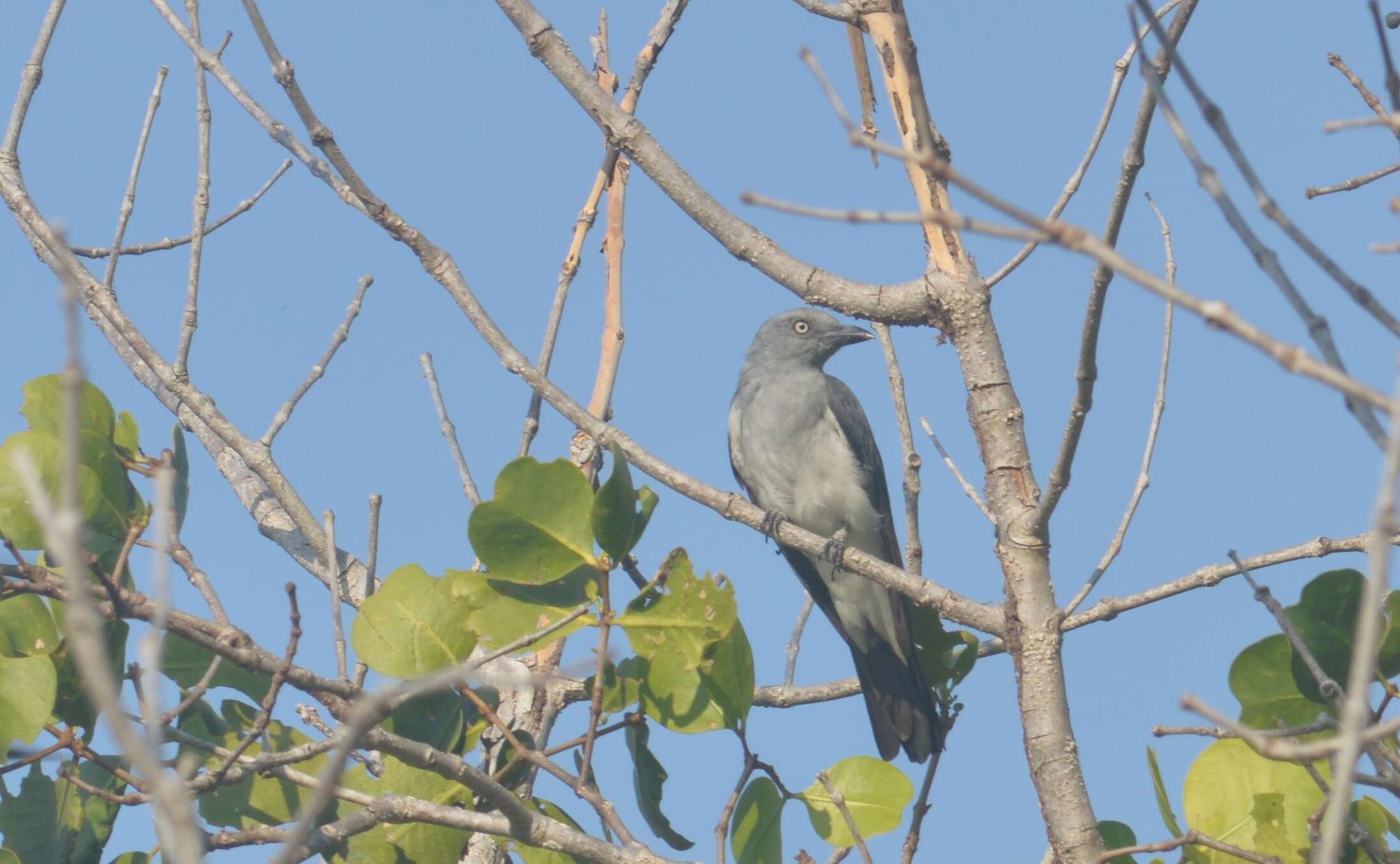 Image of White-rumped Cuckoo-shrike